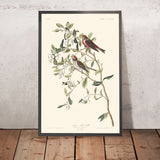 Kleinere Rotpoll von John James Audubon, 1827 