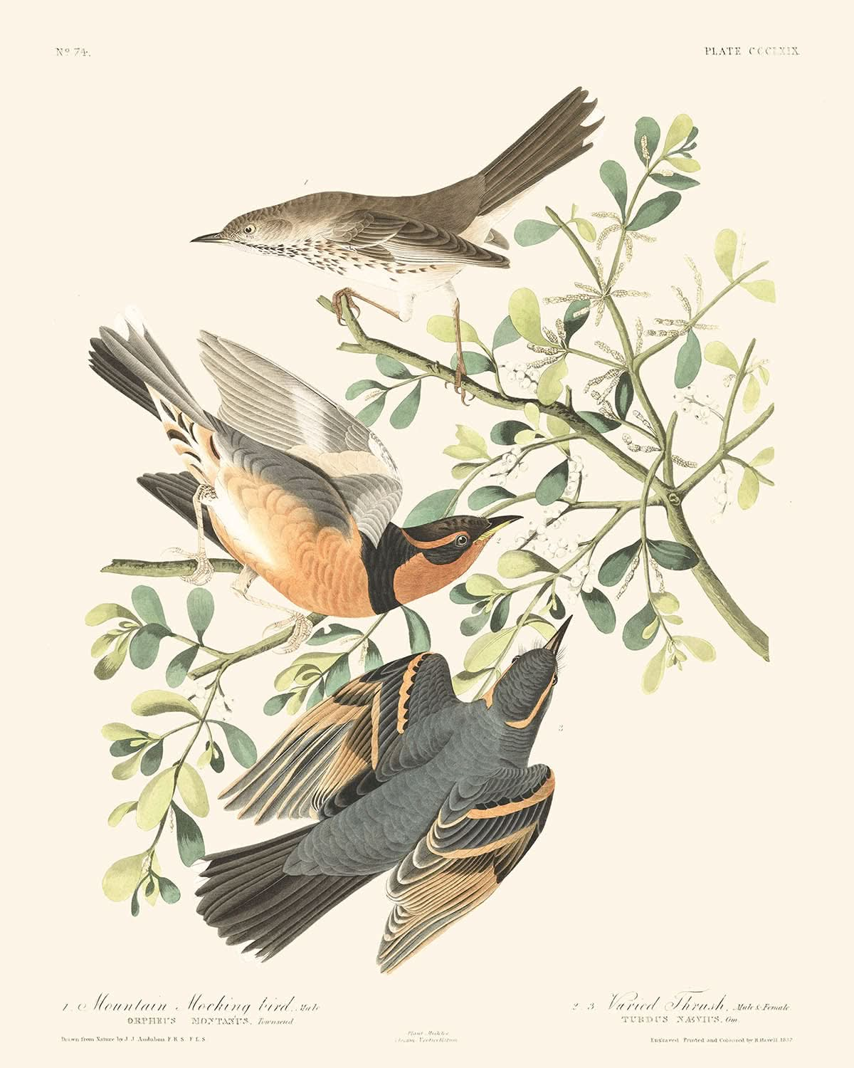 Mountain Mockingbird and Varied Thrush by John James Audubon, 1827