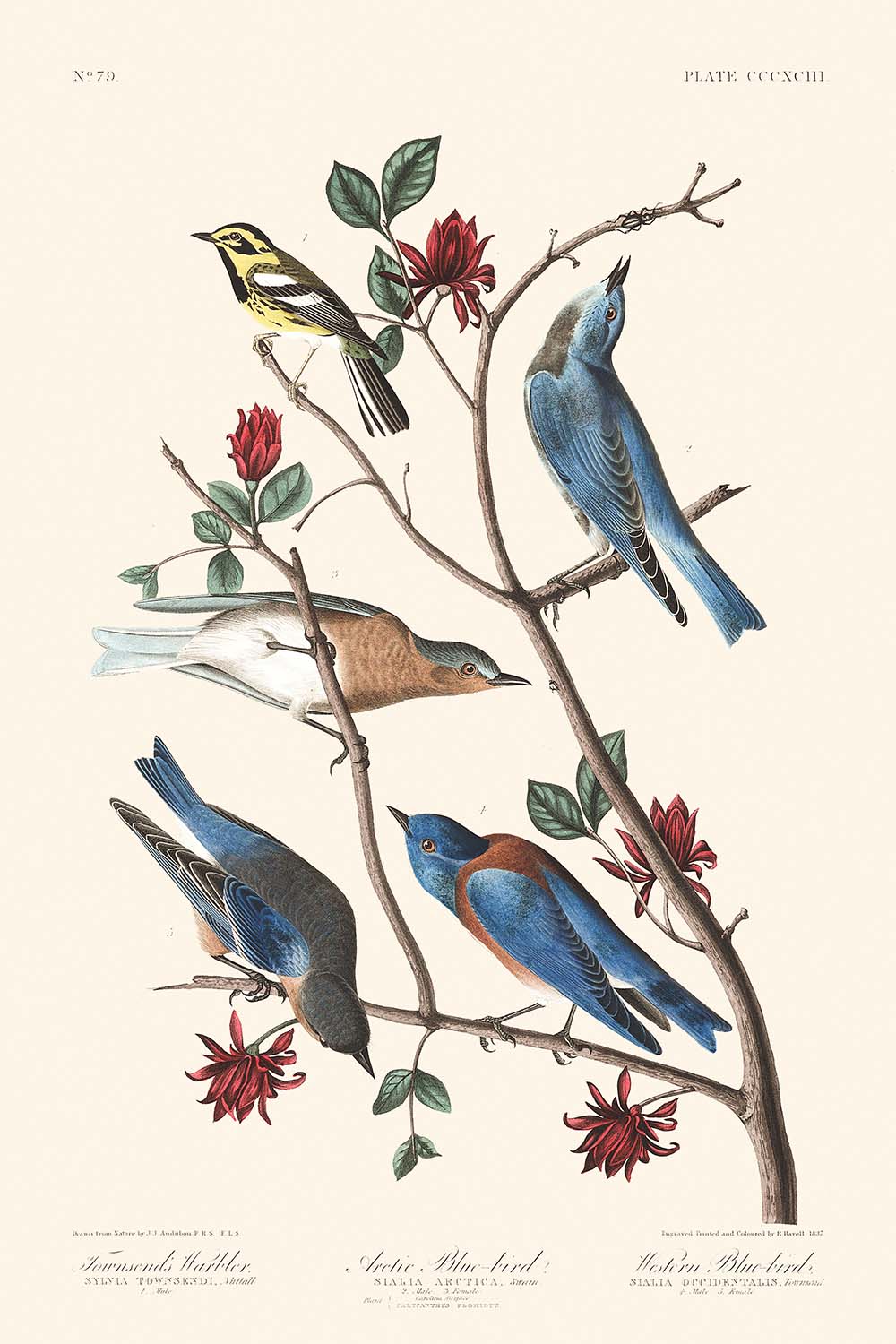 Townsend's Warbler, Arctic Blue-bird, Western Blue-bird by John James Audubon, 1827