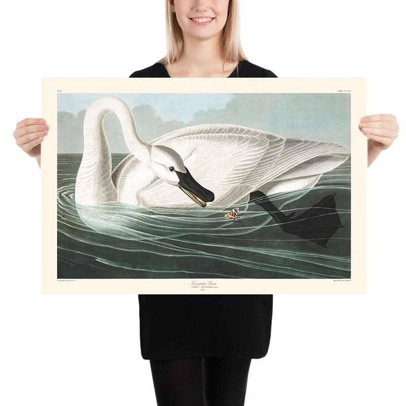 Trumpeter Swan by John James Audubon, 1827