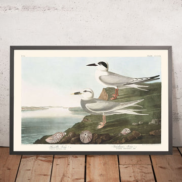 La Sterna di Havell e la Sterna di Trudeau di John James Audubon, 1827 