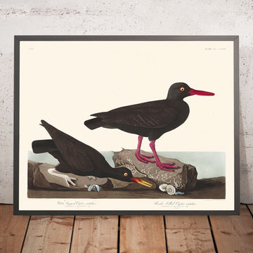 Becco di corallo bianco, o Becco sottile di corallo di John James Audubon, 1827 