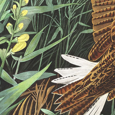 Wiesenlerche von John James Audubon, 1827