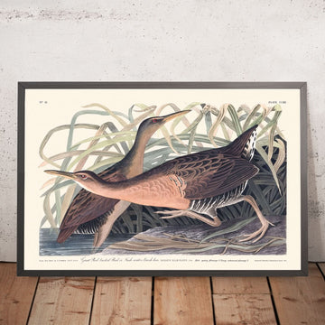 Fresh Water Marsh Hen by John James Audubon, 1827