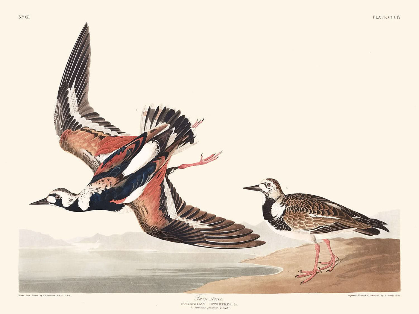 Turnstein von John James Audubon, 1827 