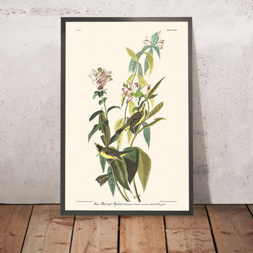 Green Black-capt Flycatcher by John James Audubon, 1827