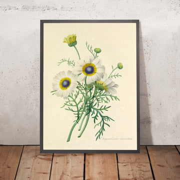 A framed image of Chrysanthemum carinatum (Plate 24) by Pierre Joseph Redouté, 1827