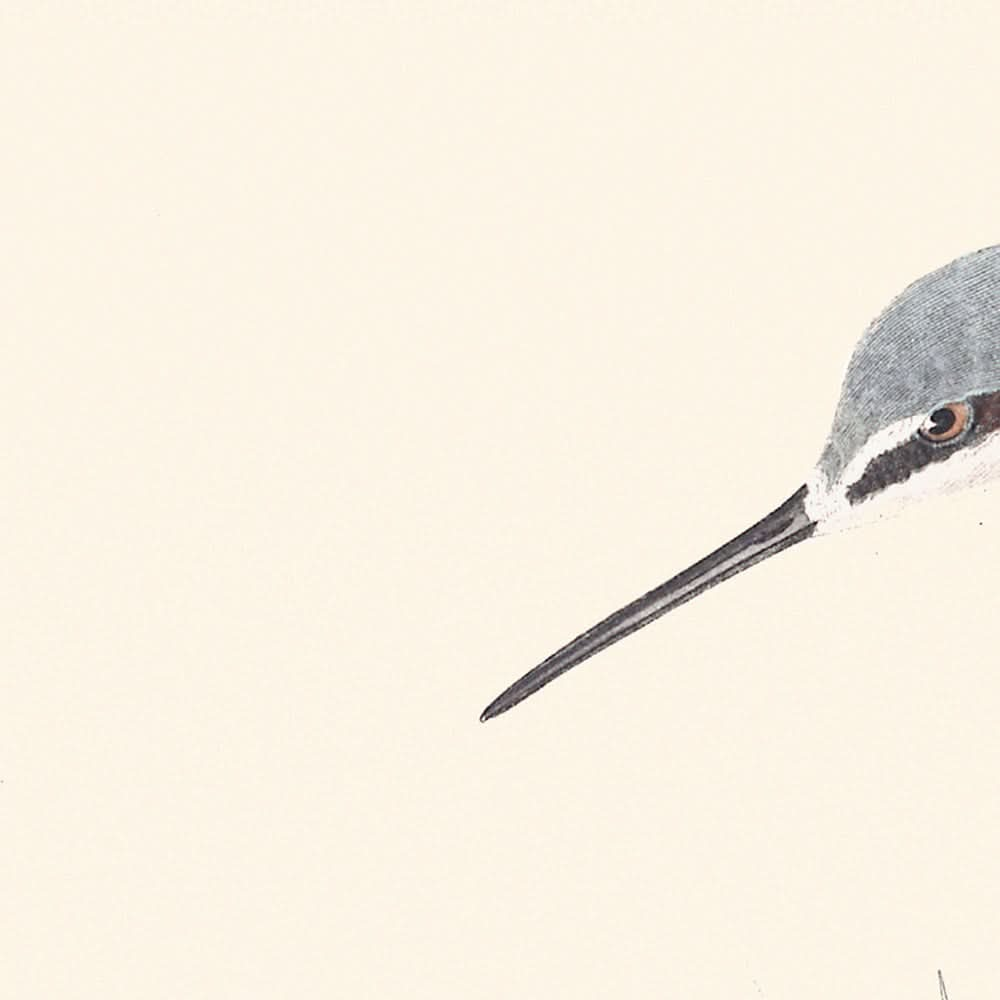 Wilson's Phalarope by John James Audubon, 1827