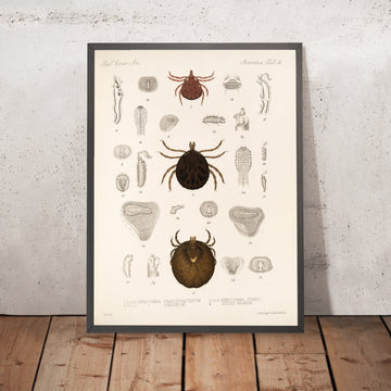 A framed image of 