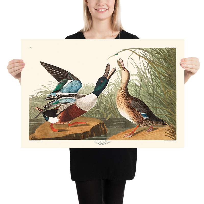 Shoveller Duck by John James Audubon, 1827