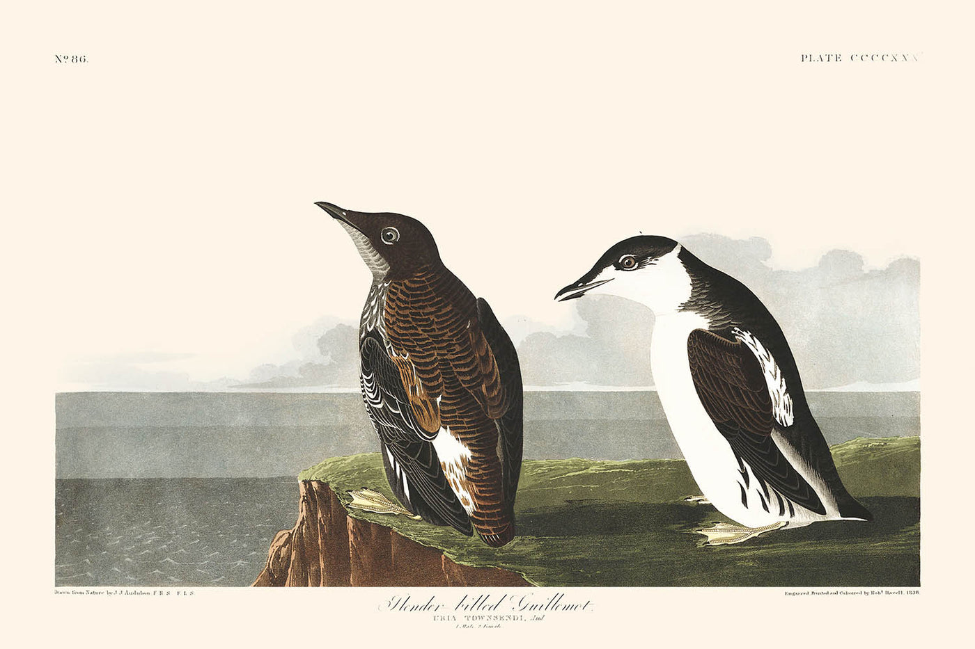 Slender-billed Guillemot by John James Audubon, 1827