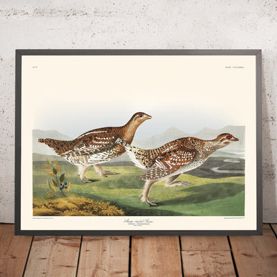 A framed image of Sharp-tailed Grouse by John James Audubon, 1827