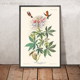 Colibrì dal collo ruggente di John James Audubon, 1827 