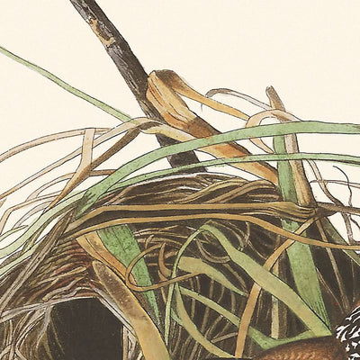 Cucarachero de pantano, de John James Audubon, 1827