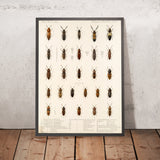 Beetles (Coleoptera, Plate 70) by Frederick DuCane Godman, 1879