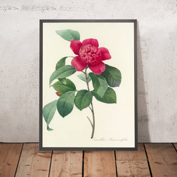 A framed image of Choix des plus belles fleurs (Plate 19) by Pierre Joseph Redouté, 1827