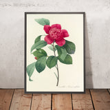 Camellia Anemoniflora by Pierre Joseph Redouté, 1827