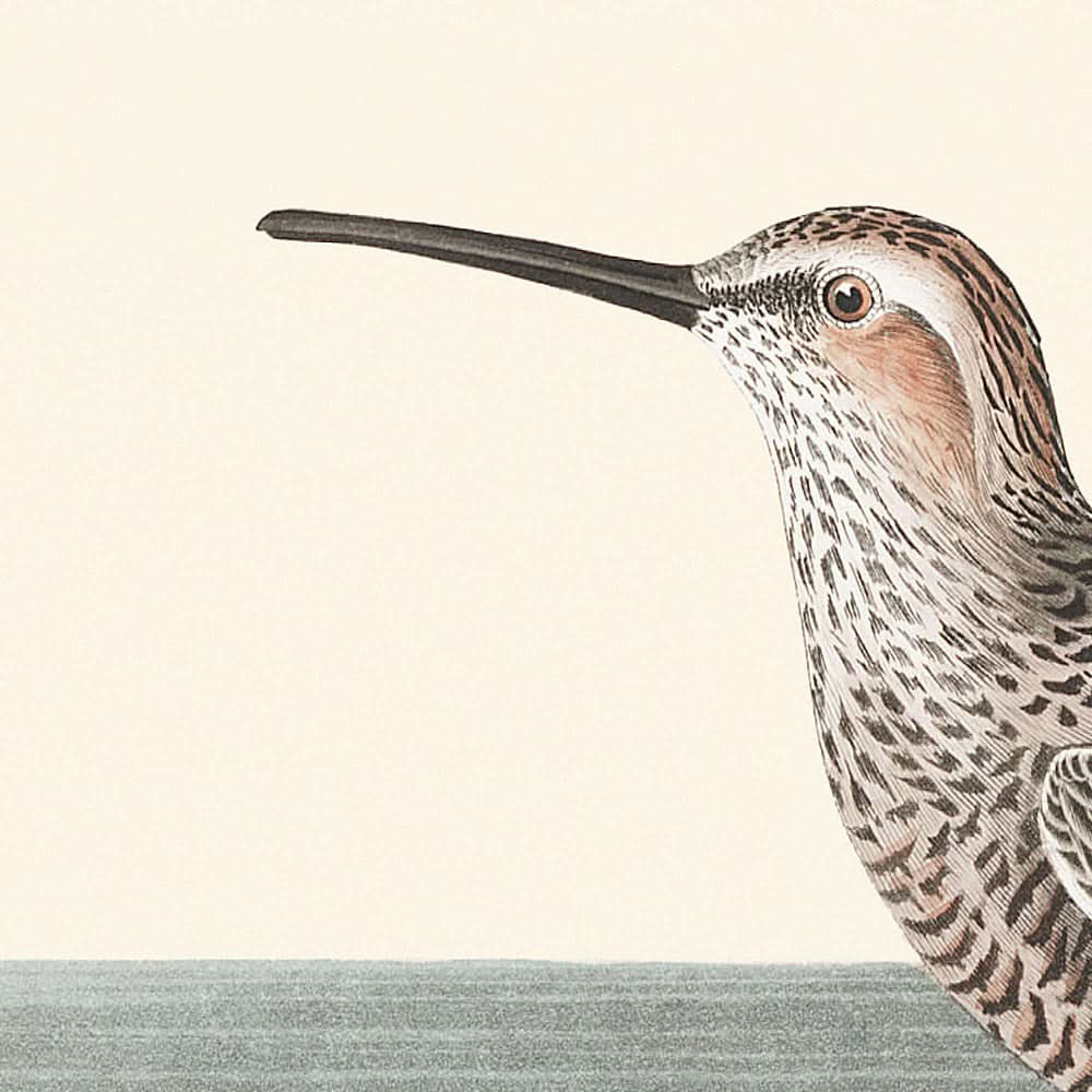 Sumpfläufer von John James Audubon, 1827