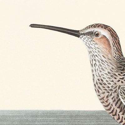 Long-legged Sandpiper by John James Audubon, 1827