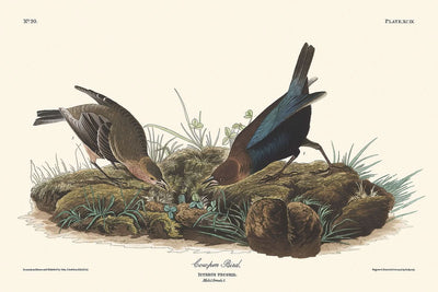 "Pájaro de corral de vacas", de John James Audubon, 1827