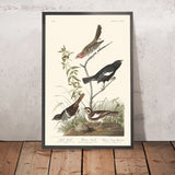 Lark Finch, Prairie Finch, Brown Song Sparrow by John James Audubon, 1827