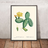 Kaktus Opuntia Nana von Pierre-Joseph Redouté, 1802 