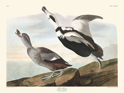 Canard pie de John James Audubon, 1827