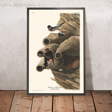 Republikano, o Rondine di Cliff di John James Audubon, 1827 