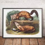 Pine Marten (Mustela martes) by John Woodhouse Audubon, 1845