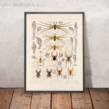 Spiders (Arachnida Araneidea, Plate 30) by Frederick DuCane Godman, 1879