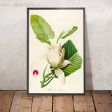 Magnolia (Magnolia macrophylia, Plate 33) by Pierre Joseph Redouté, 1813