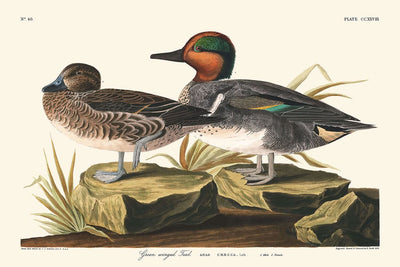 Cerceta de alas verdes, de John James Audubon, 1827