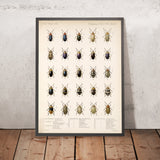 Beetles (Coleoptera, Plate 250) by Frederick DuCane Godman, 1879