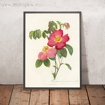 A framed image of Gallic Rose (Rosa gallica) by Pierre Joseph Redouté, 1817