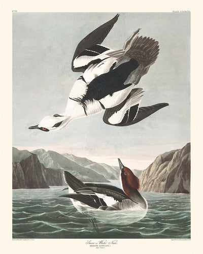 Smew, or White Nun by John James Audubon, 1827