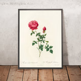 Rosa Indica Automnalis by Pierre Joseph Redouté, 1817