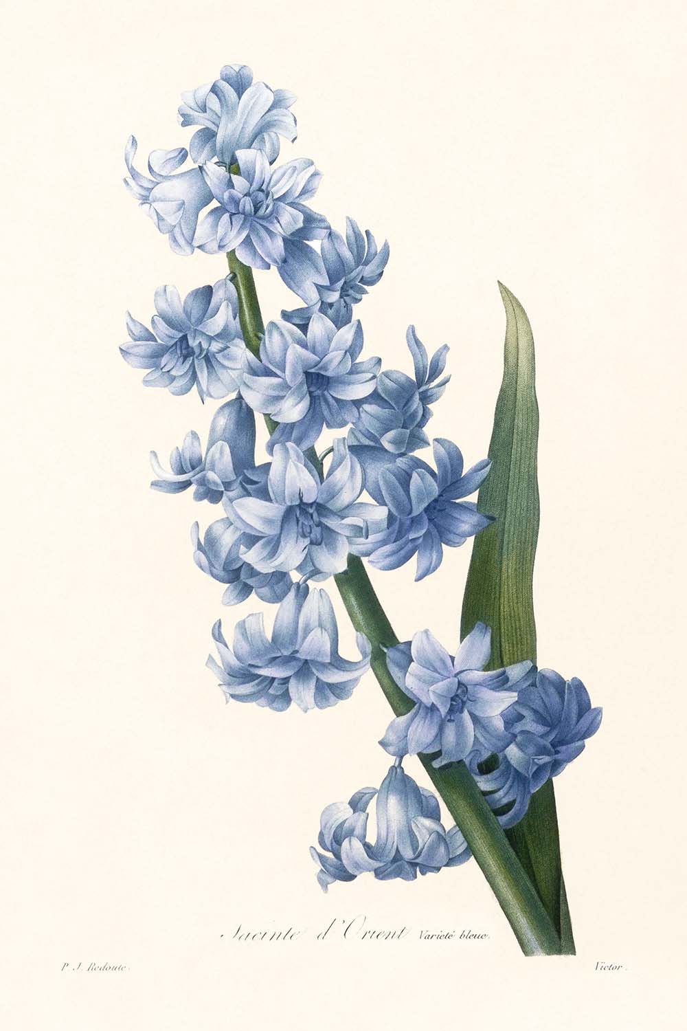 Oriental Hyacinth by Pierre-Joseph Redouté, 1827