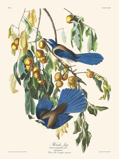 Le geai de Floride par John James Audubon, 1827