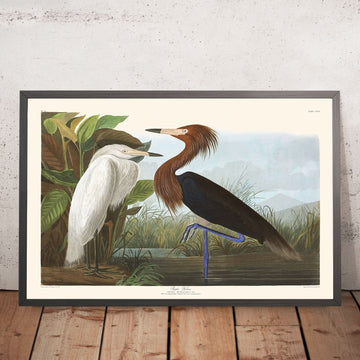 Airone viola di John James Audubon, 1827 