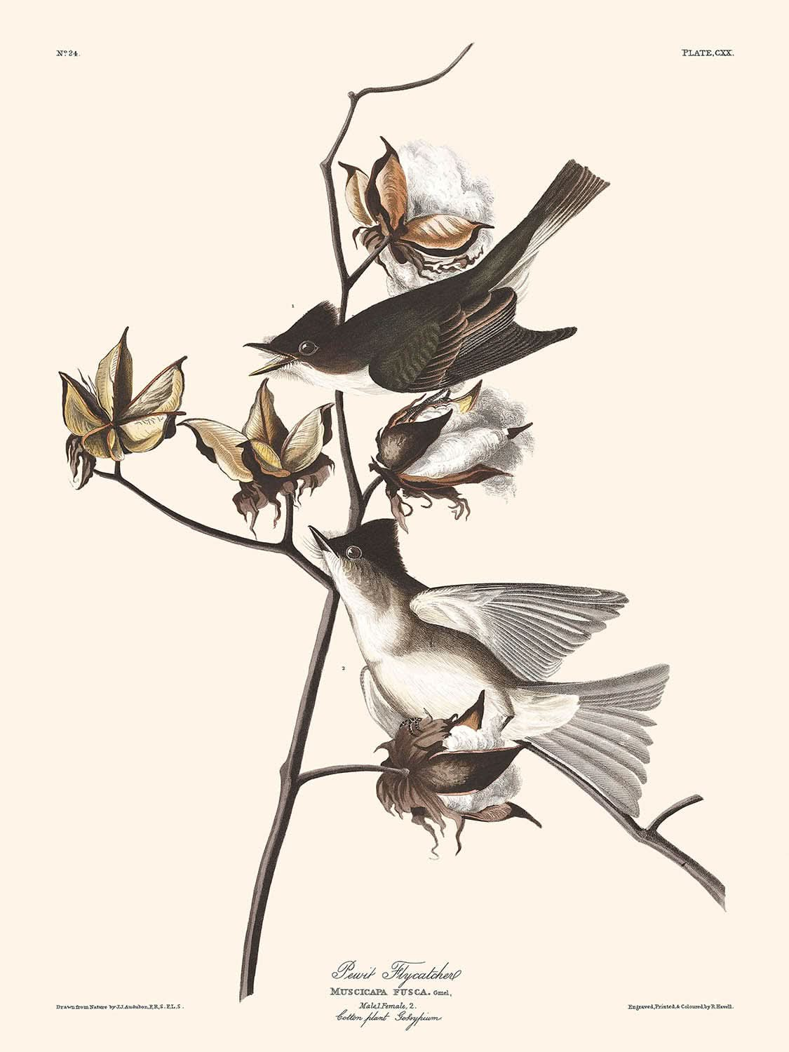 Pewit Flycatcher by John James Audubon, 1827