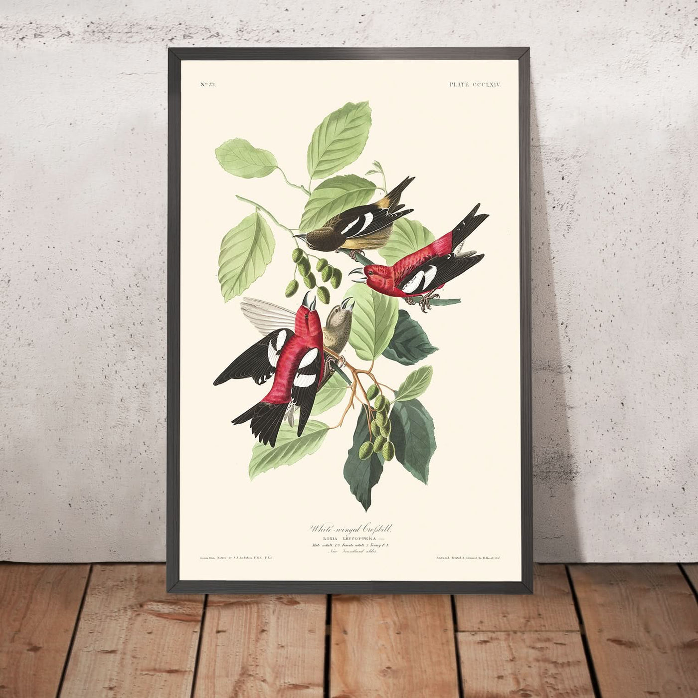 Piquituerto aliblanco, de John James Audubon, 1827