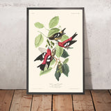 Crociere alate bianche di John James Audubon, 1827 