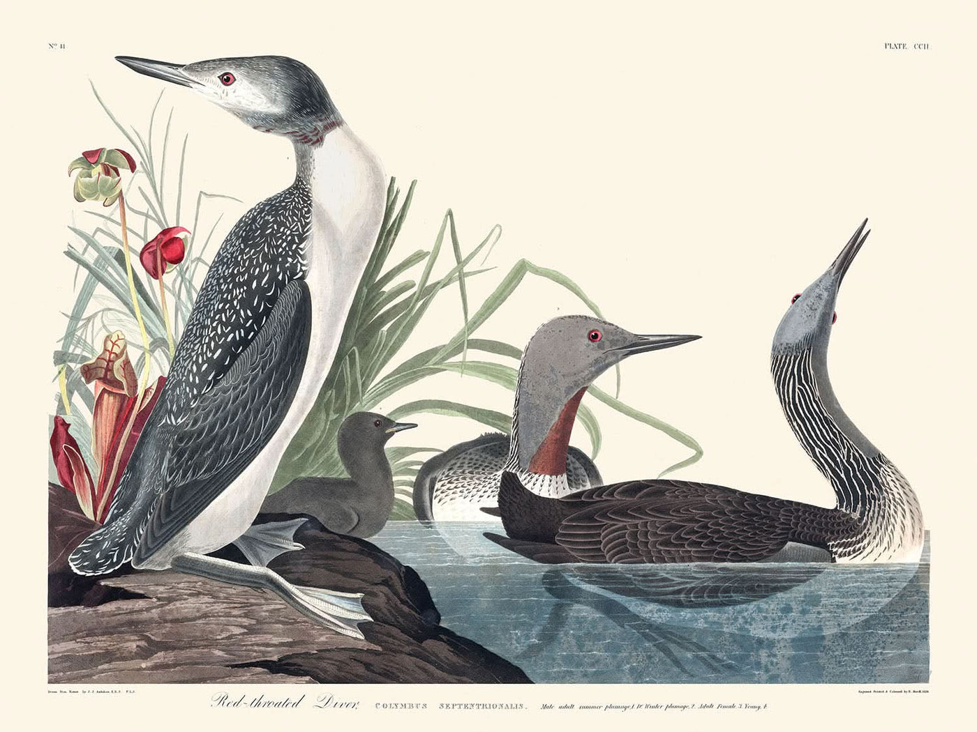 Red-Throated Diver by John James Audubon, 1827