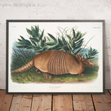 Nine-banded Armadillo (Dasypus novemcinctus) by John Woodhouse Audubon, 1845