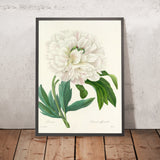 Common Peony (Paeonia officinalis, Plate 72) by Pierre Joseph Redouté, 1827