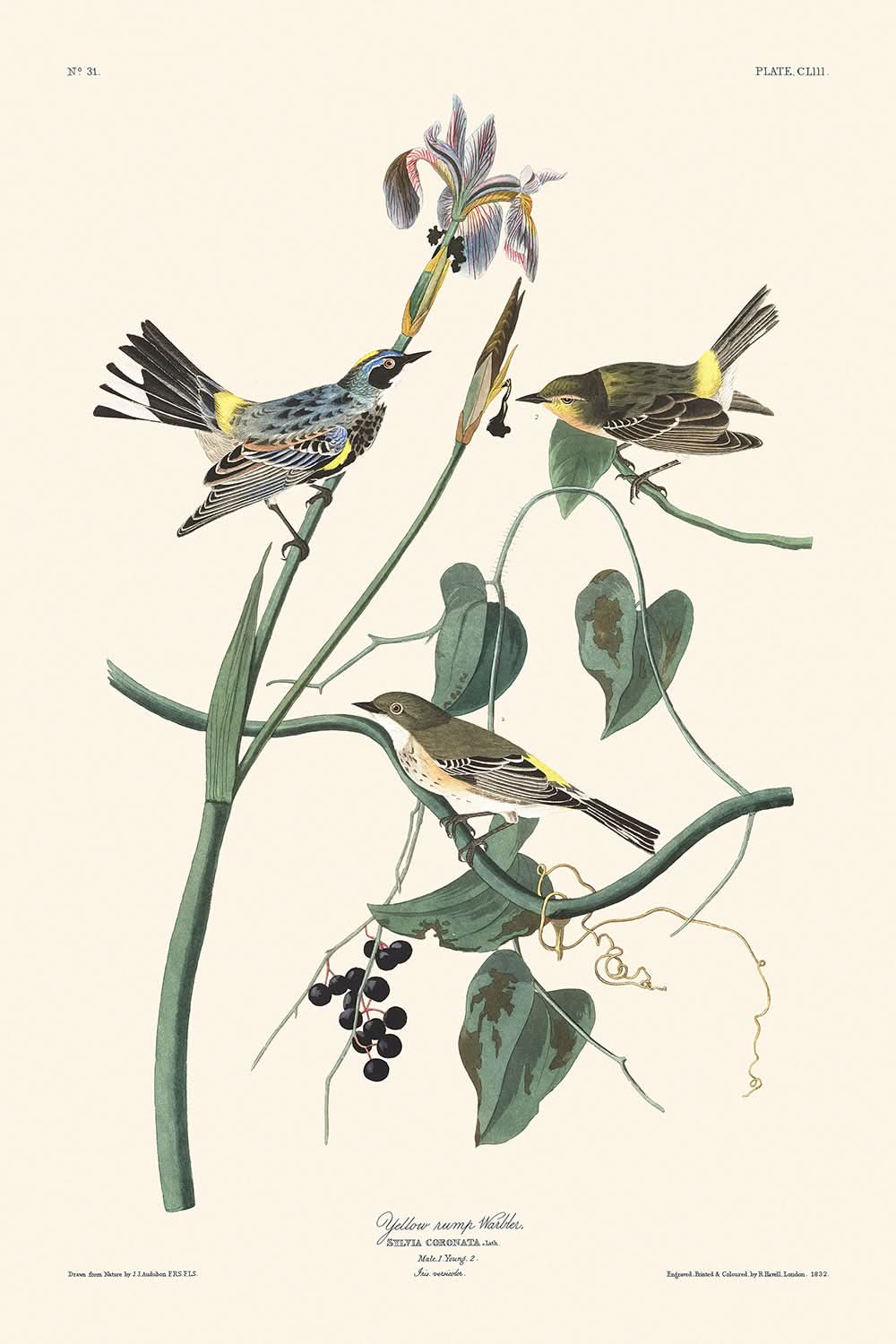 Yellow-crown Warbler by John James Audubon, 1827