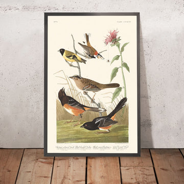 Kastanienfarbener Fink, Schwarz-köpfiger Siskin, Schwarz gekrönter Buntings, Arktischer Bodenfink von John James Audubon, 1827 