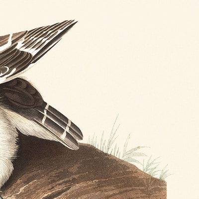 La petite chouette de John James Audubon, 1827