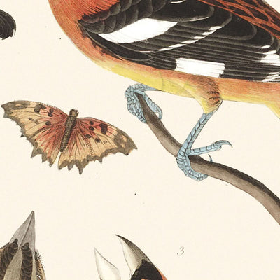 Gros-bec errant et Gros-bec tacheté par John James Audubon, 1827