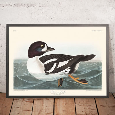 Golden-Eye Duck (Tafel 403) von John James Audubon, 1827